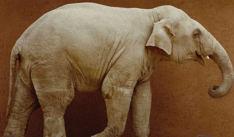 Whitepapers 12 nonprofit 4